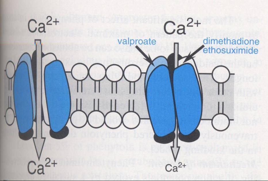 Inibidores das correntes de Ca 2+ O bloqueio dos canais de Ca 2+ dependentes