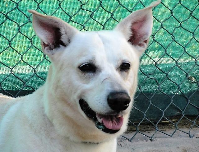 Entrou nas instalações da Focinhos e Bigodes a 8 de Dezembro de 2016. O Benny é muito bonito e extremamente meigo.