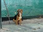 Bibas, Fêmea Cão Rafeiro de porte Médio com 3 anos.