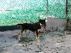 portugalzoofilo.net/caes/cao.jsp?animal_id=9953 Foi relegada para a rua após o falecimento repentino do seu detentor.