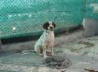 Nita, Fêmea arraçado(a) de English Springer Spaniel de porte Médio com 11 anos..ao nosso cuidado há mais de 11 anos.