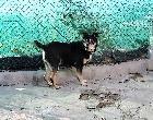 portugalzoofilo.net/caes/cao.jsp?animal_id=10230 Vivia na rua com o seu protector.
