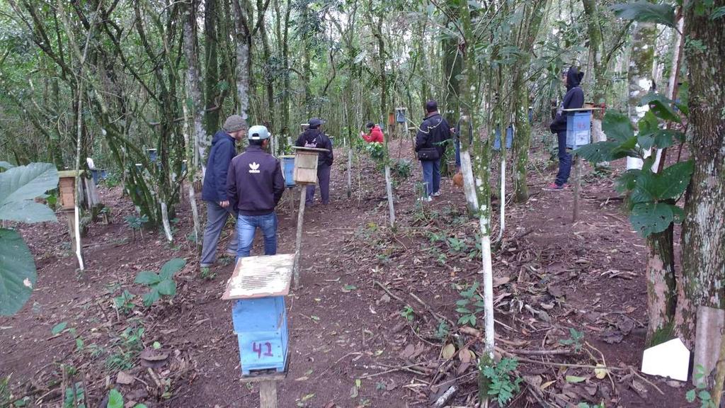 Observações sobre a visita dos Guarani Nhandeva das Terras Indígenas Laranjinha e Pinhalzinho à Meliponicultura da Terra Indígena São Jerônimo No dia 11/06/2017 foi realizada uma visita dos Guarani