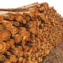 418 clones) instalada em diferentes condições edafo-climáticas, para a obtenção de madeira destinada à fabricação de celulose de alta qualidade na planta da Bahia Specialty Cellulose.