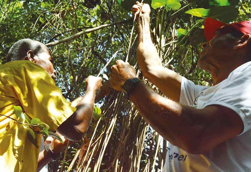 VII GESTÃO SOCIAL A BSC/Copener assume como parte da missão florestal a integração com a comunidade do entorno das suas áreas de manejo.