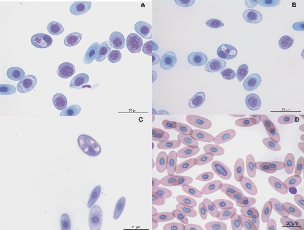 696 697 698 699 700 701 702 703 Figura 11. Gametócitos intraeritrocíticos de H. caimani observados em sangue periférico de C. yacare.