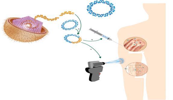 Gene Vaccines: Immunological