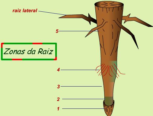 sucessivas divisões mitóticas 1) Coifa (capuz de células parenquimáticas) Protege