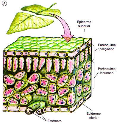 C) Folhas Anatomia interna da folha C) Folhas Anatomia interna da folha Epiderme: