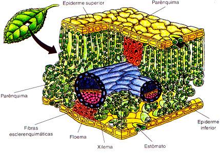 e lacunoso) Paliçádico: células dispostas lado a lado Lacunoso: espaços entre as