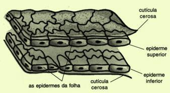 (B) Disposição peninérvea Feixes vasculares Xilema (seiva bruta) Floema (seiva