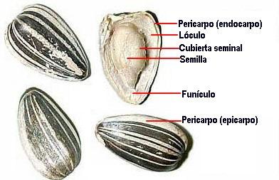 a) Legume ou vagem Mesocarpo pouco desenvolvido, possuem geralmente múltiplas sementesem seu interior.