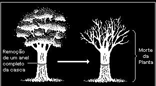 (UFG-2001) Considerando a figura, que mostra a retirada de um anel da casca do tronco de uma árvore, analise as proposições.