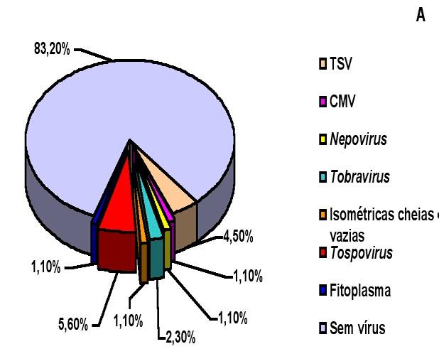 VÍRUS, VIRÓIDES, FITOPLASMAS E ESPIROPLASMAS DETECTADOS EM PLANTAS ORNAMENTAIS... 51 negativa.