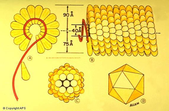 em sua forma extracelular Ácido nucléico Capa protéica