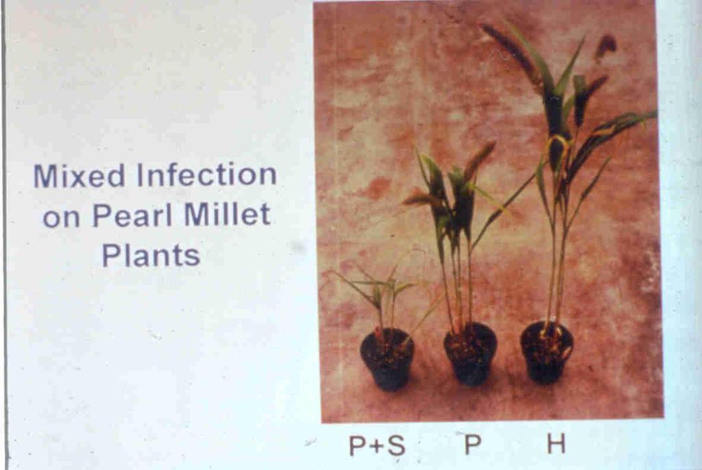 PANICUM MOSAIC VIRUS