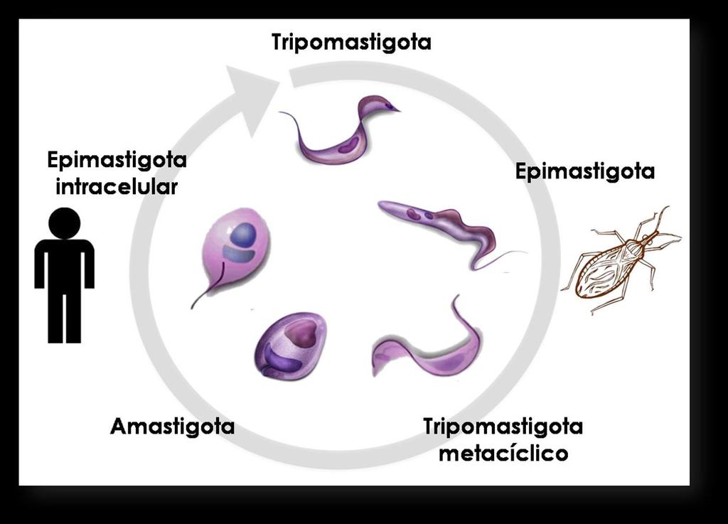 Ensaio com Trypanosoma cruzi Ciclo