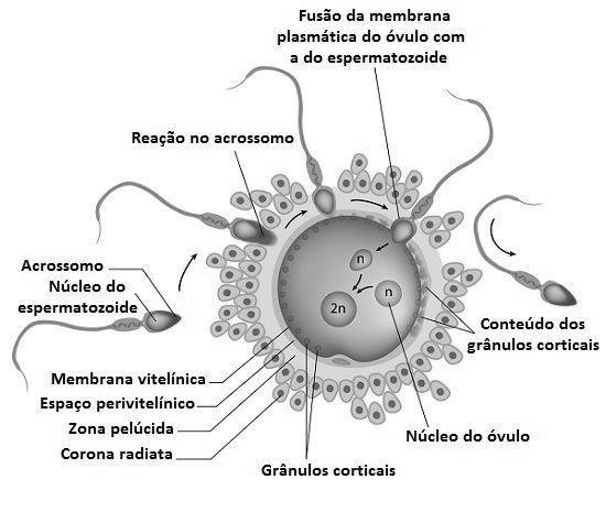 Embriologia / Wbio Fecundação ou fertilização: é a fusão de um par de gametas, com formação do zigoto. Na fecundação ocorre no terço inicial da tuba uterina.