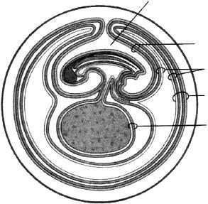 a) Ao chegar aos ovócitos, os espermatozoides liberam enzimas que matam os outros espermatozoides e alteram a superfície do gameta feminino.