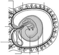 I. Âmnio ( A ) Bolsa ligada ao sistema digestório do embrião, que fornece componentes nutritivos para os vasos sanguíneos desse. II. Saco vitelínico III. Alantoide IV.