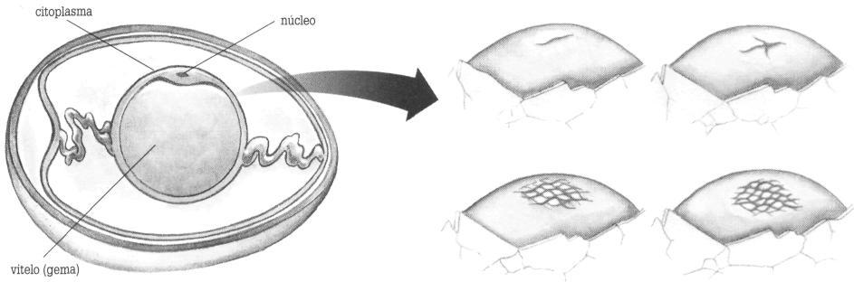 2. Meroblástica superficial Ocorre na região periférica do ovo. Ex. centrolécitos GASTRULAÇÃO: Consiste na formação da gástrula.