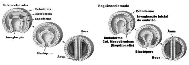 Folhetos embrionários; Ectoderma: 1 - Encéfalo e sistema nervoso 2 - Epiderme e estruturas associadas (pelos e unhas) Mesoderma: 1 - Derme (camada interna da pele) 2 - Sistema muscular (músculos