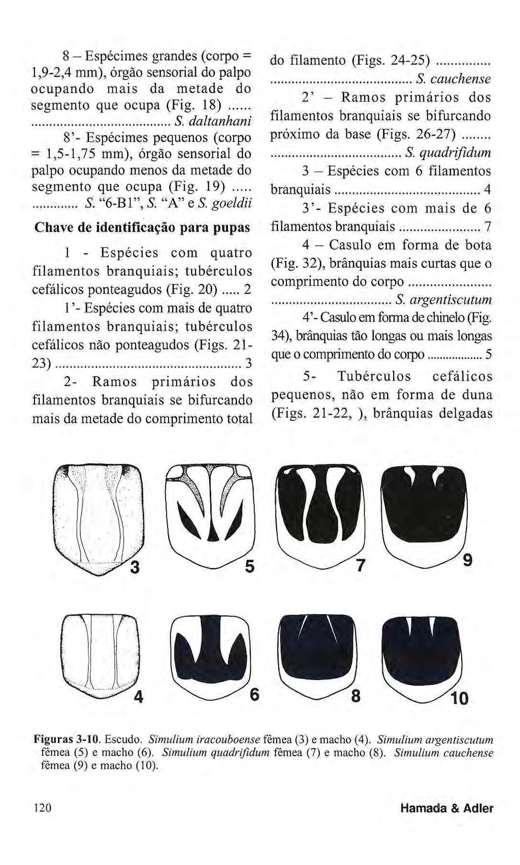 8 Espécimes grandes (corpo = 1,9-2,4 mm), órgão sensorial do palpo ocupando mais da metade do segmento que ocupa (Fig. 18) S.