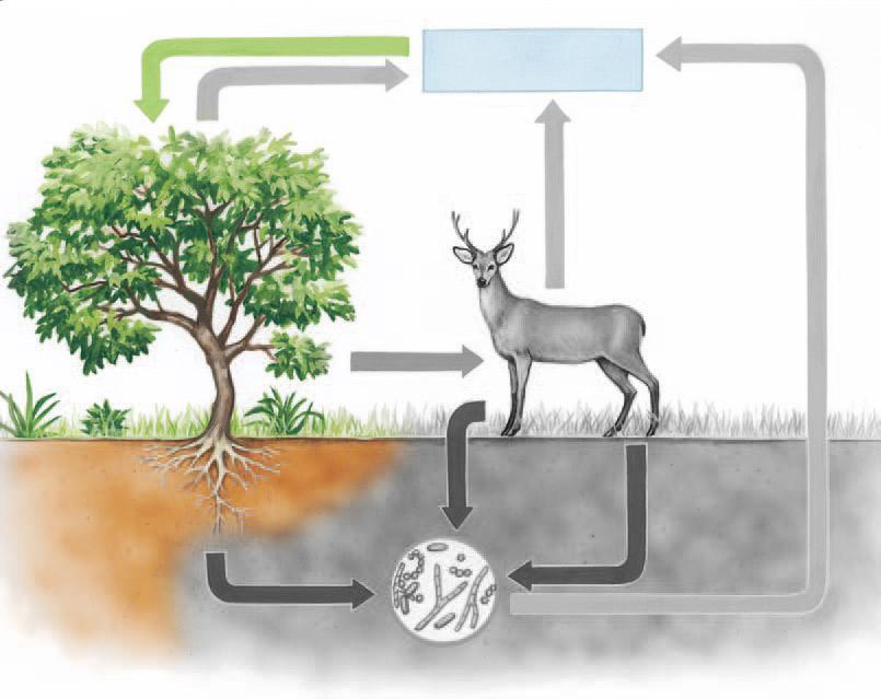 CICLO DO CARBONO Assimilação