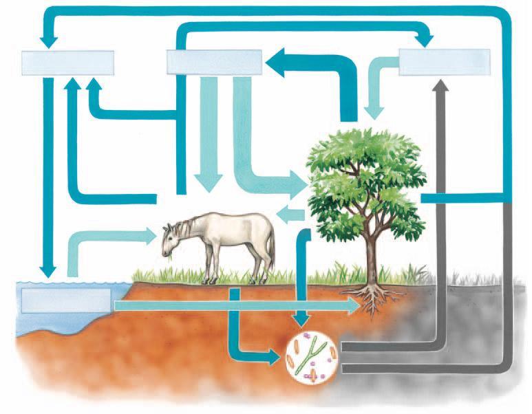 Condensação (chuva) H 2 O (vapor) O 2 atmosférico Respiração Fotossíntese CO 2 atmosférico Transpiração animal Assimilação pelos