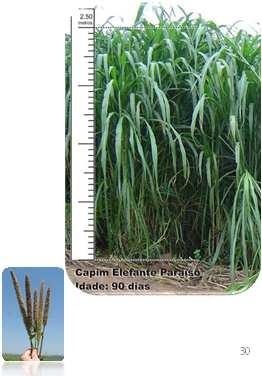 MORFOLÓGICAS E AGRONÔMICAS