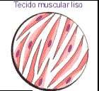 SISTEMA MUSCULAR O tecido muscular é de origem mesodérmica, sendo caracterizado pela propriedade de contração e
