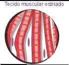 Há basicamente três tipos de tecido muscular: liso, estriado esquelético e estriado cardíaco.