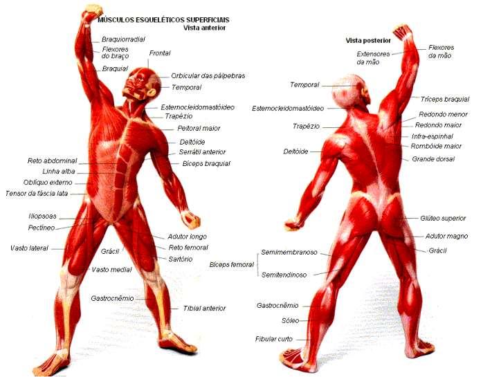 Contração involuntária, vigorosa e rítmica. Musculatura Esquelética O sistema muscular esquelético constitui a maior parte da musculatura do corpo, formando o que se chama popularmente de carne.