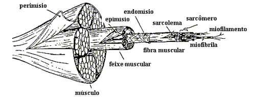 fundindo-se Dessa forma, músculo formado por percorrem o filamento fusiforme.