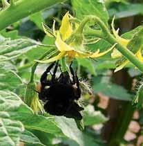 Principais polinizadores do tomateiro a b Devido à ausência de néctar nas flores do tomateiro, os seus visitantes florais