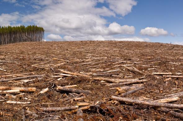 Desmatamento e queimadas O desmatamento é um dos maiores problemas ecológicos do Brasil Além da exploração