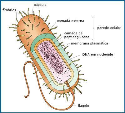 Algumas espécies de bactérias possuem, externamente à membrana esquelética, outro envoltório gelatinoso chamado de cápsula.