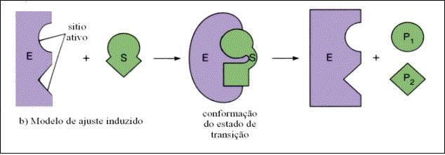 aminoácidos que é complementar ao sítio de