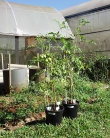 Manejo Ecológico da Mosca Branca no cultivo de Tomate TESTEMUNHA RESULTADOS MICROGEO TESTEMUNHA ADUBAÇÃO FOLIAR A