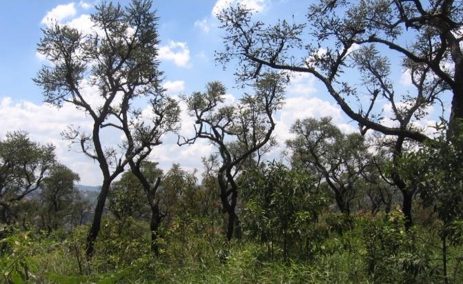 150 L/ha VIDA LIVRE Monocultivo