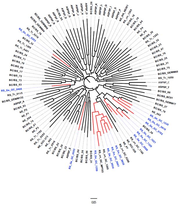 Figura 4. Árvore de neighbor-joining não enraizada representando as distâncias genéticas de Cavalli- Sforza e Edwards entre indivíduos baseadas nos dados de microssatélites.