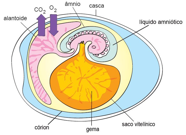 Características Gerais Ovo com casca impermeável Anexos embrionários: saco vitelínico, âmnio, córion e alantoide Mantém o embrião