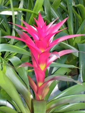 Guzmania Cerca de 180 espécies Florestas úmidas ao nível do mar ou em grandes altitudes Maioria se encontra na