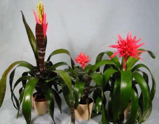 Exemplo de uma nova cultivar obtida por cruzamento - Aechmea Mãe: Aechmea