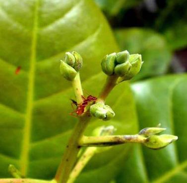 NasárvoresatacadaspeloOidio, a formigavermelhanãoapanhaboa alimentação, porque os rebentos e flores já não