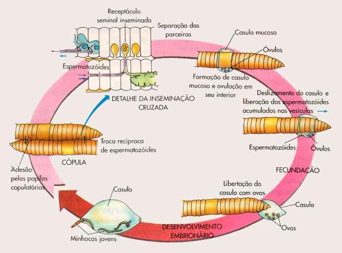 Ciclo reprodutivo da minhoca.