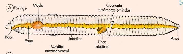 Sistema digestório : um tubo com segmentos diferenciados (faringe, moela, intestino),