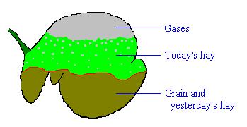 O ácido propiônico vai originar glicose (fonte energética) a partir da neoglicogênese hepática. A glicose também pode ser precursora do açúcar do leite que é a lactose.