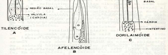 estruturas móveis (estiletes) ou imóveis (dentes) nematóides predadores: dentes,