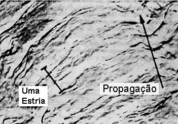 macroscópico =